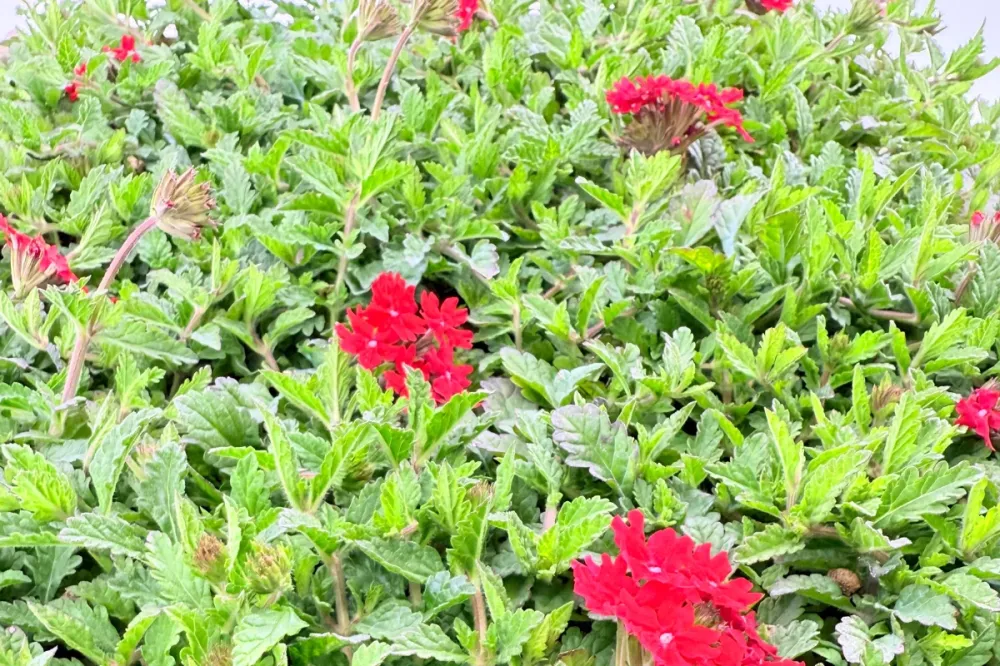 Prato di Verbena peruviana