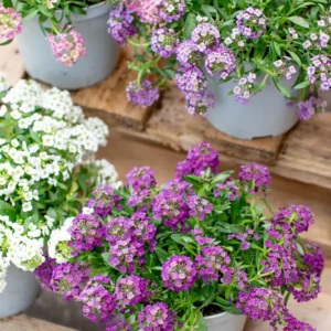 Lobularia maritima