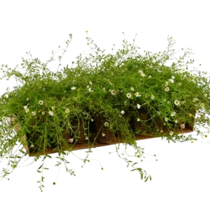 Prato di Erigeron karvinskianus