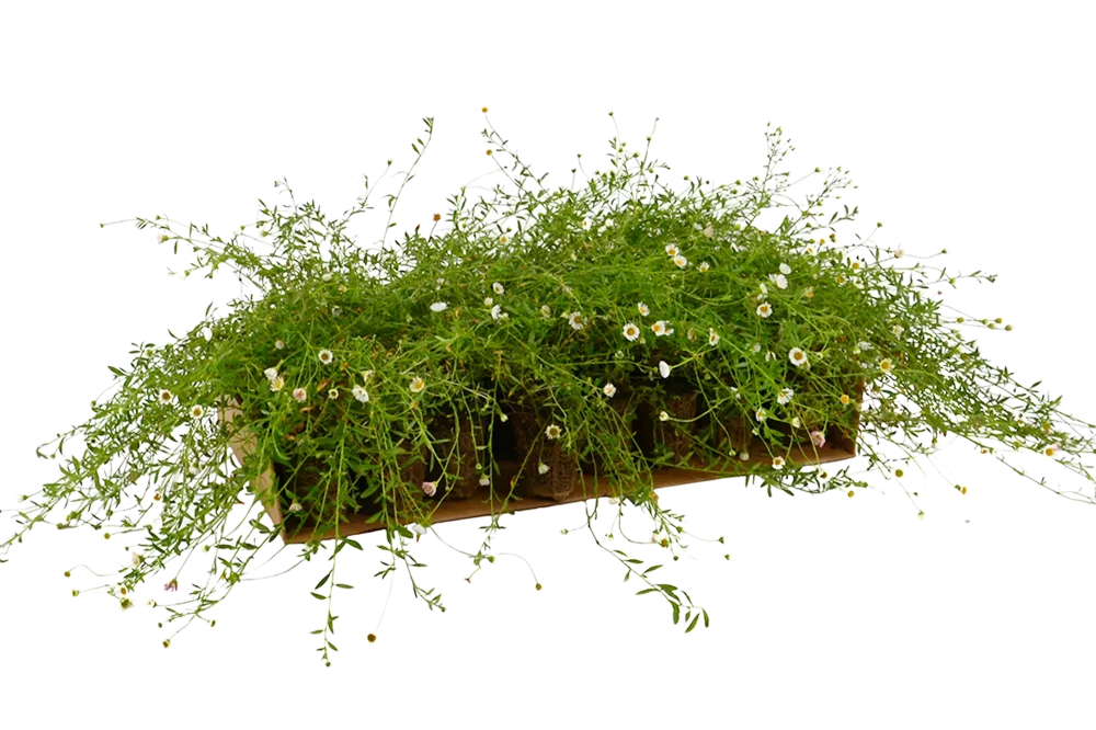 Prato di Erigeron karvinskianus