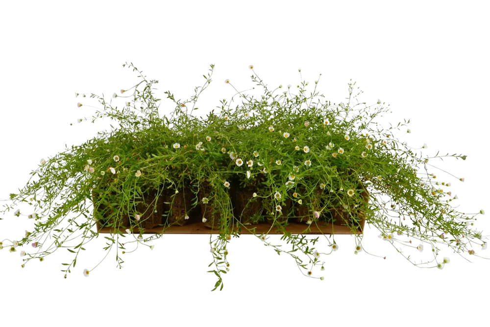 Prato di Erigeron karvinskianus