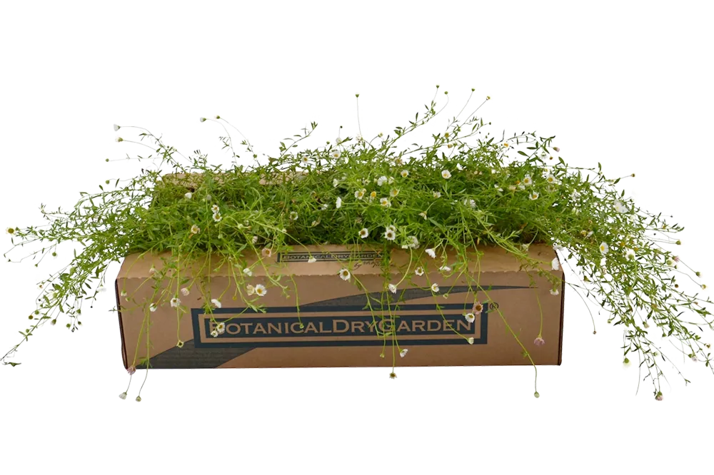 Prato di Erigeron karvinskianus