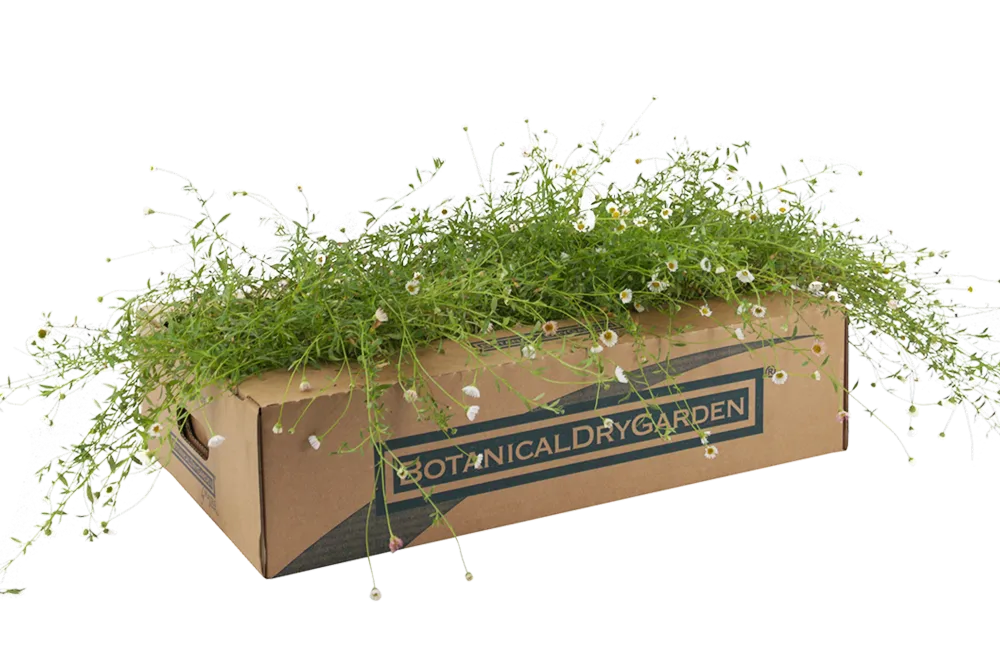 Prato di Erigeron karvinskianus