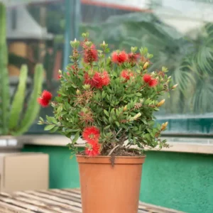 Callistemon