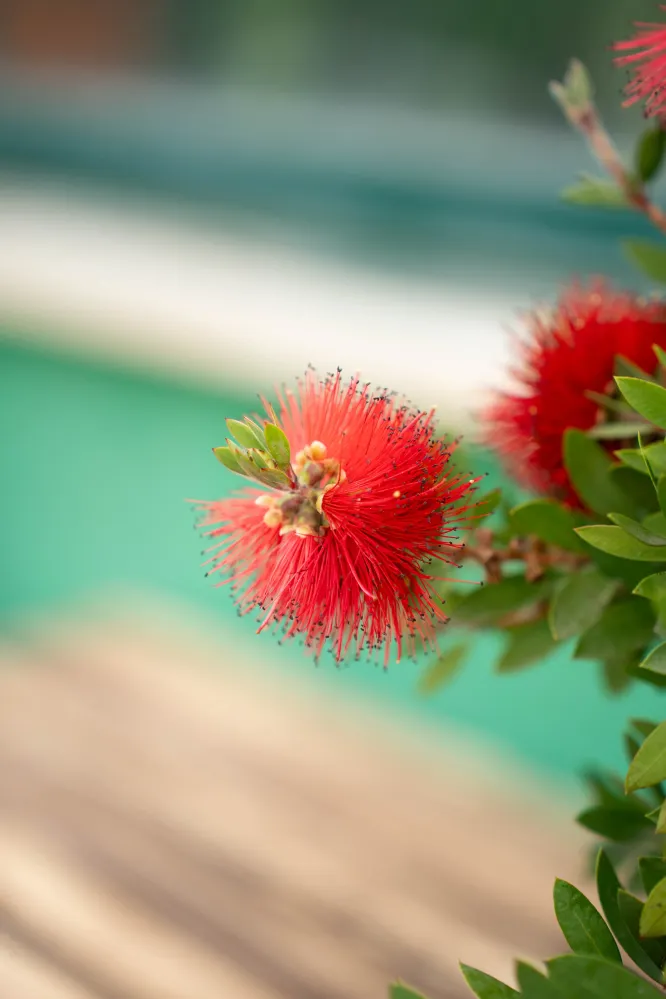 Callistemon