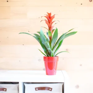 Guzmania Calipso