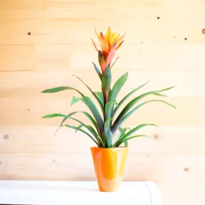 Guzmania Variada