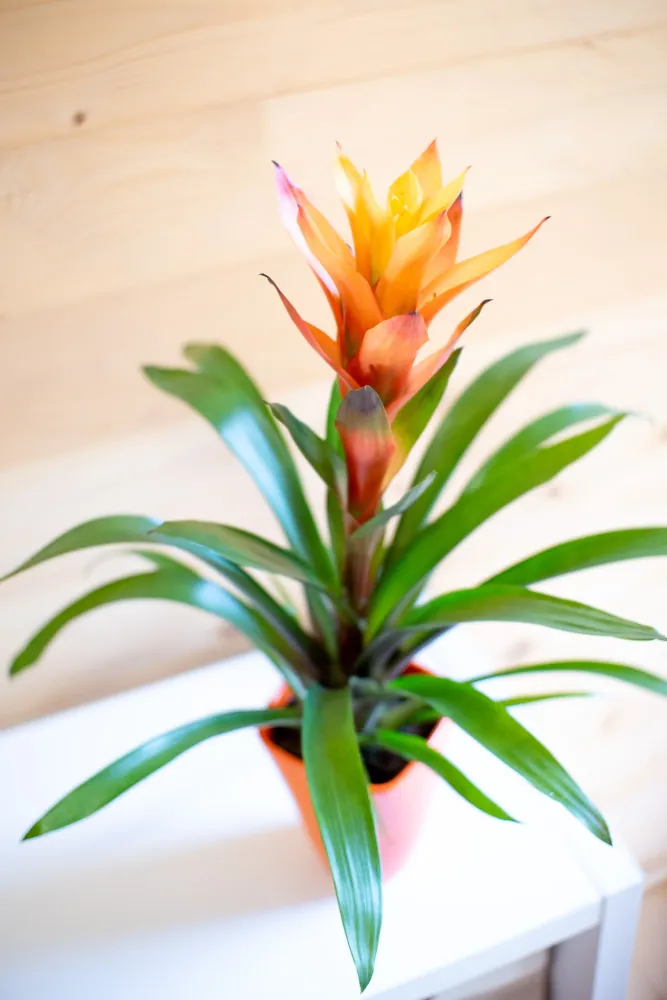 Guzmania Variada
