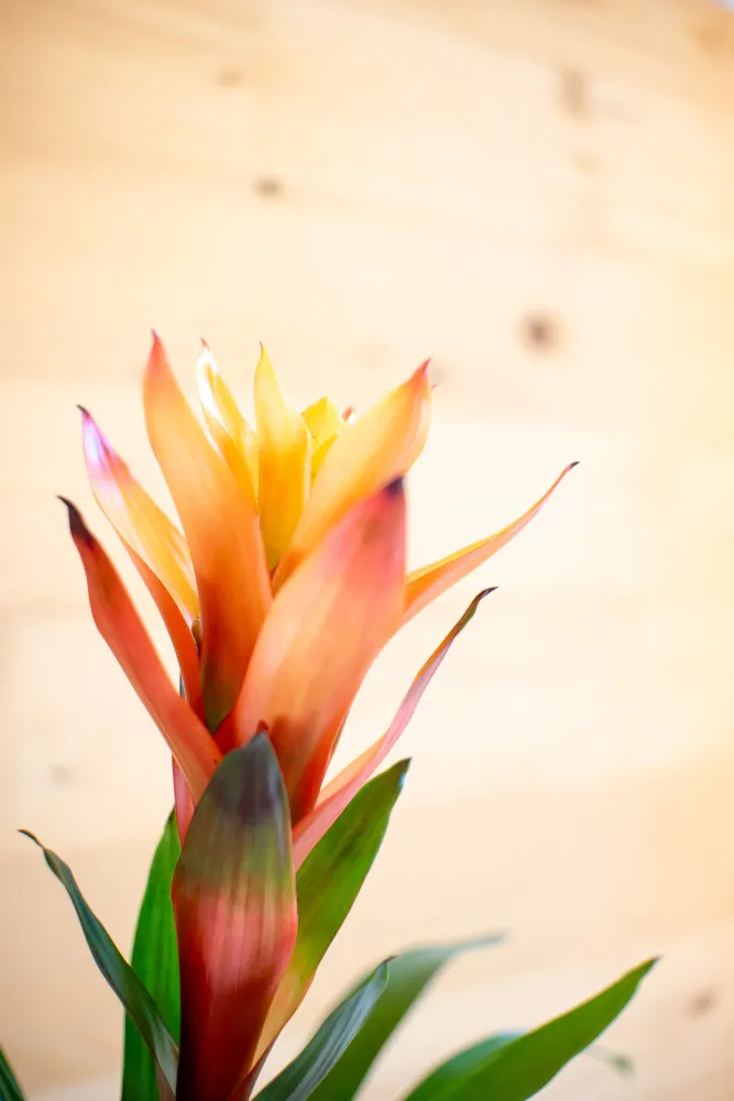Guzmania Variada