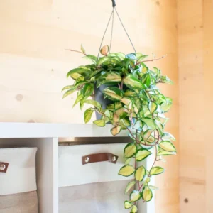 Hoya Tricolor