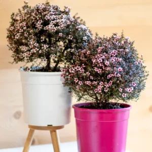 Leptospermum