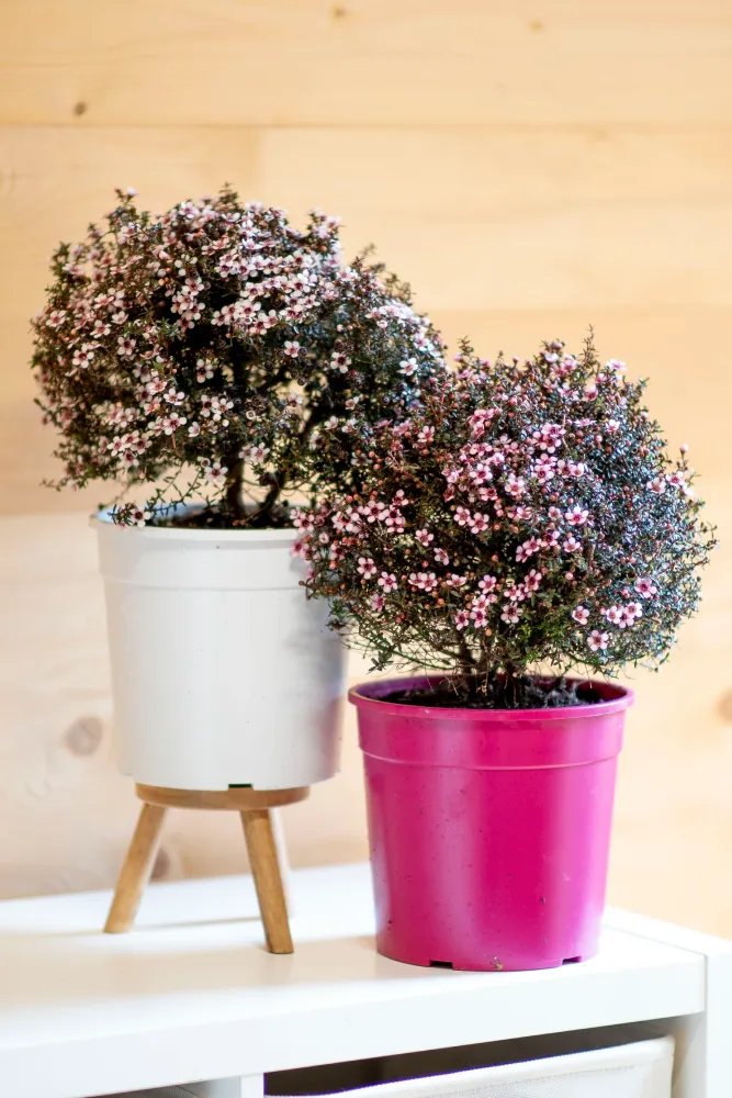 Leptospermum