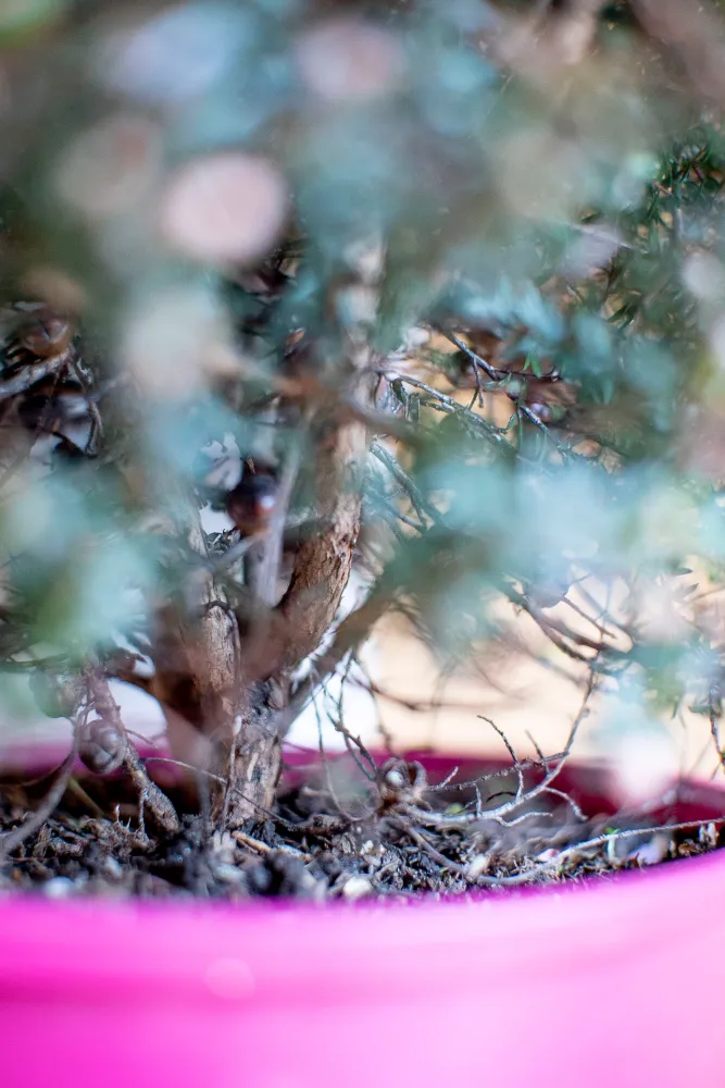 Leptospermum