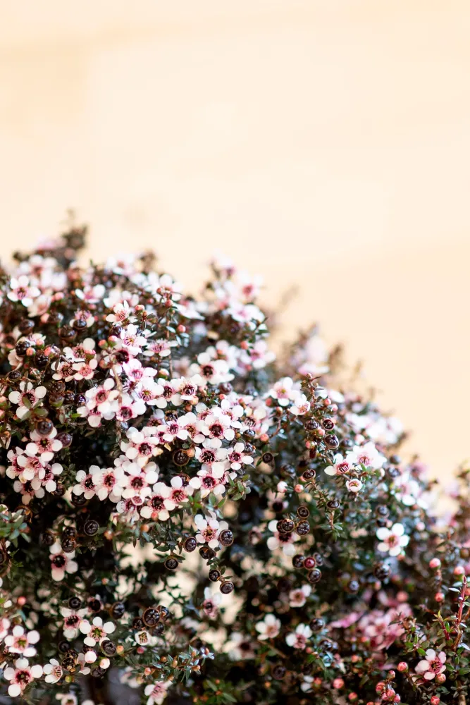 Leptospermum
