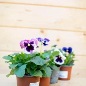Pansè 'Viola del Pensiero'