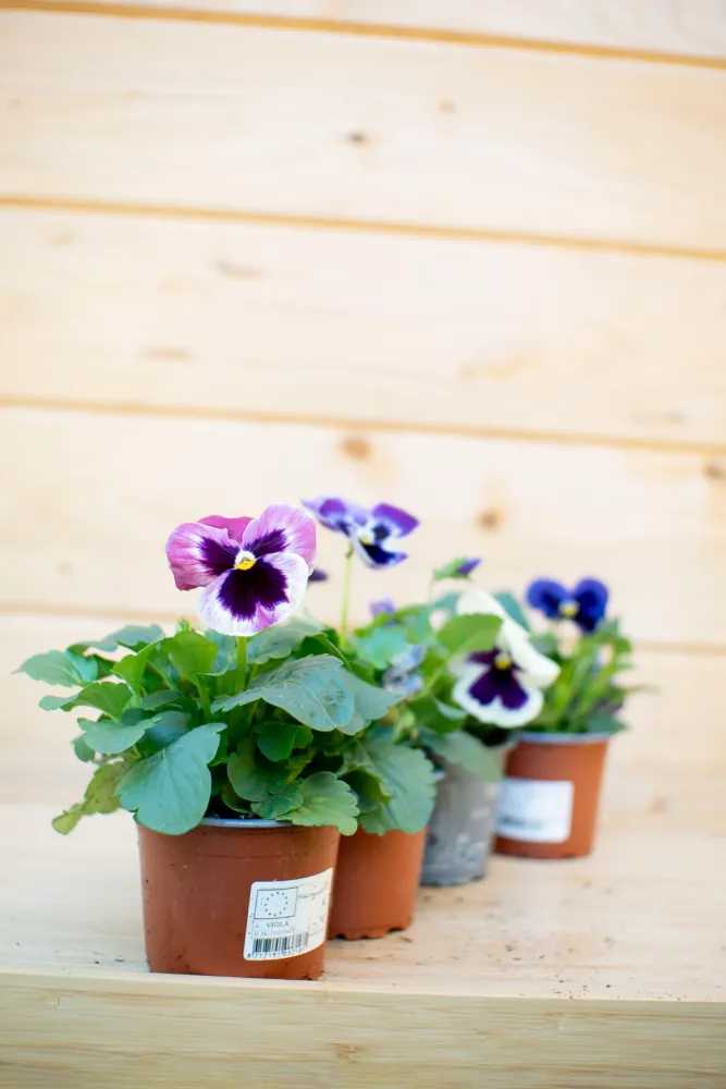 Pansè 'Viola del Pensiero'