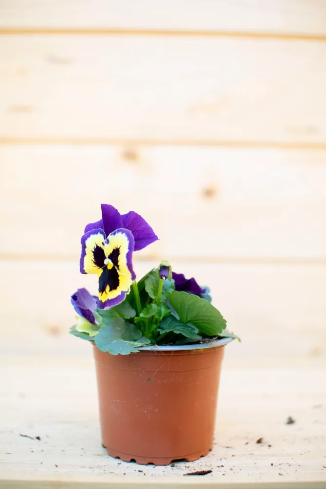 Pansè 'Viola del Pensiero'