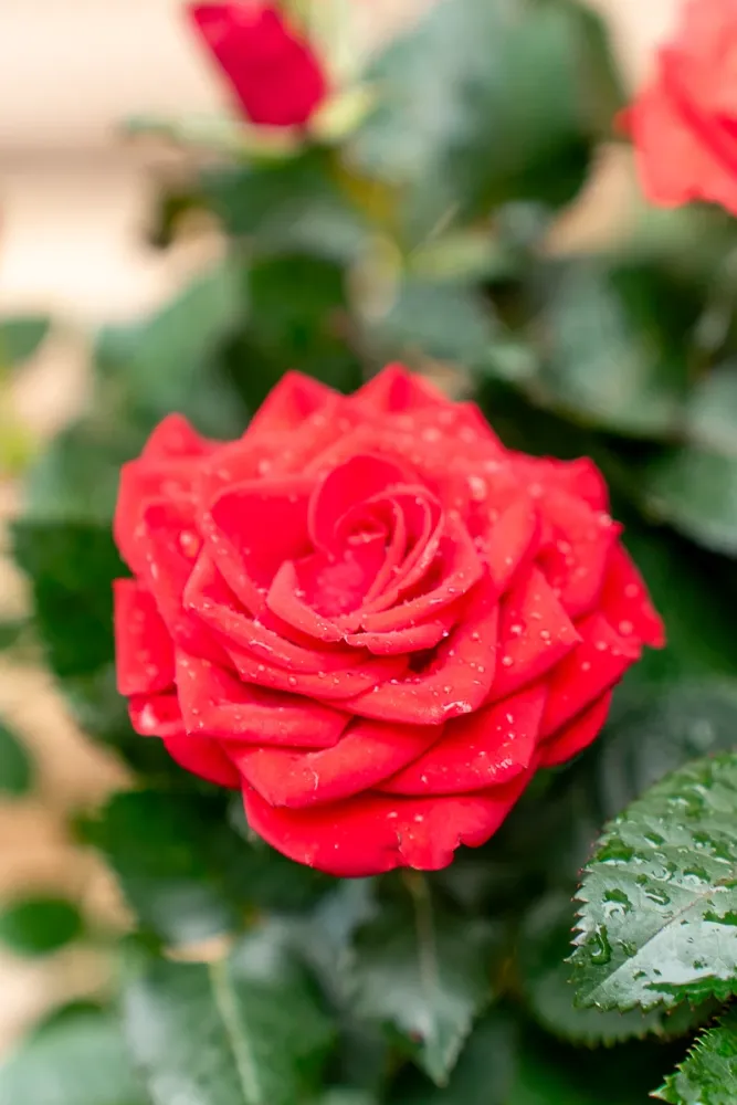 Rosellina