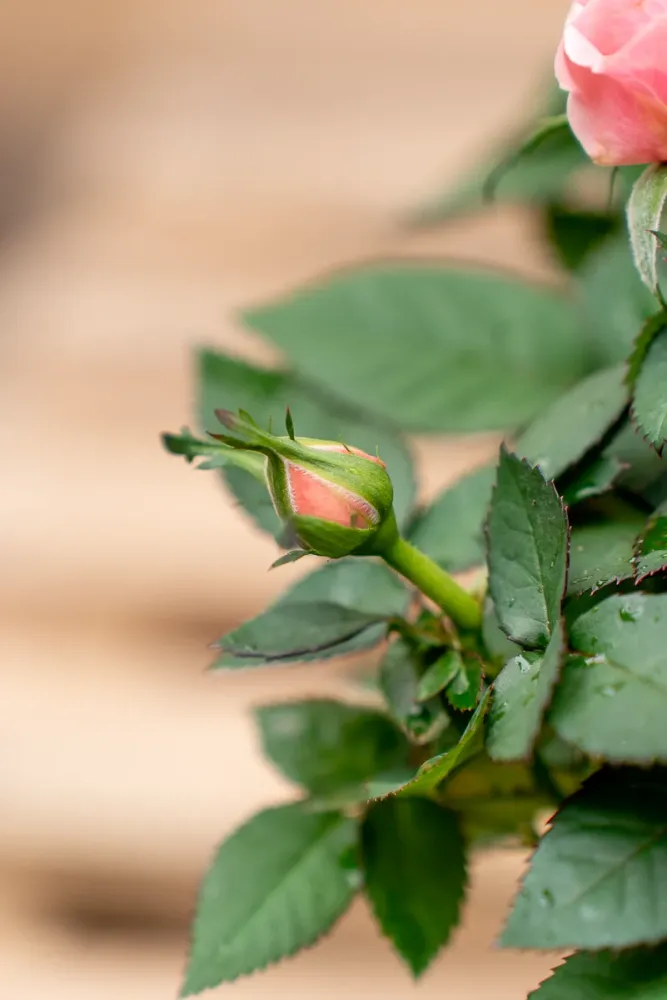 Rosellina