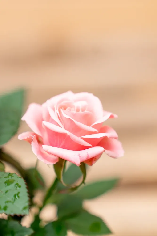 Rosellina