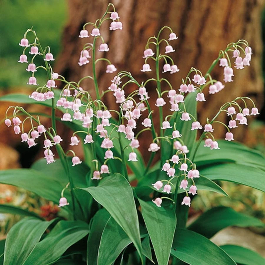 Convallaria Mughetto Rosa - 3 bulbi da fiore