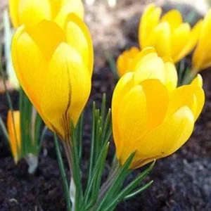 Crocus Vernus Giallo - Confezione da 7 bulbi