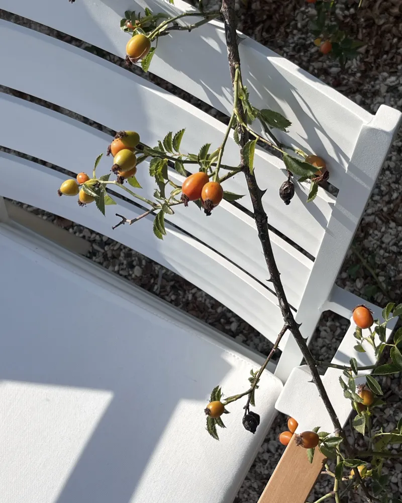 Set di 4 sedie da giardino con cuscini TAVIANO Metallo Bianco per Relax all'Aperto