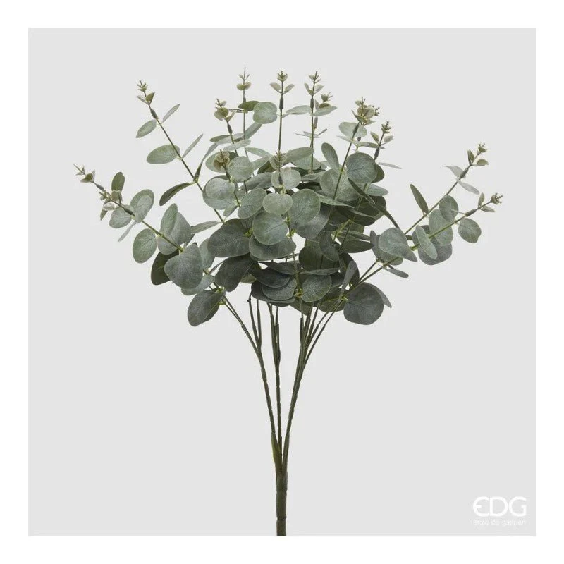 Eucalipto Cespuglio X16 H.50| EDG