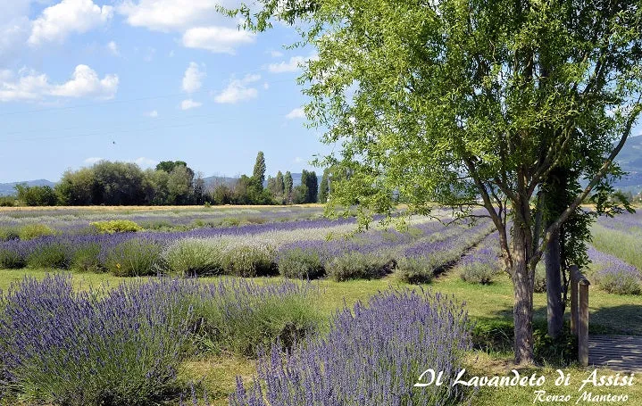 Olio essenziale lavanda. Olio essenziale di lavanda ml 10 Imbottigliato da laboratorio cosmetico. Olio essenziale lavanda...