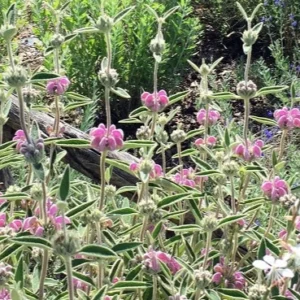 Phlomis purpurea – Vendita Online, Pianta Ornamentale per Giardini e Bordure