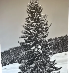 Quadro Stampa su pannello rigido con Albero innevato