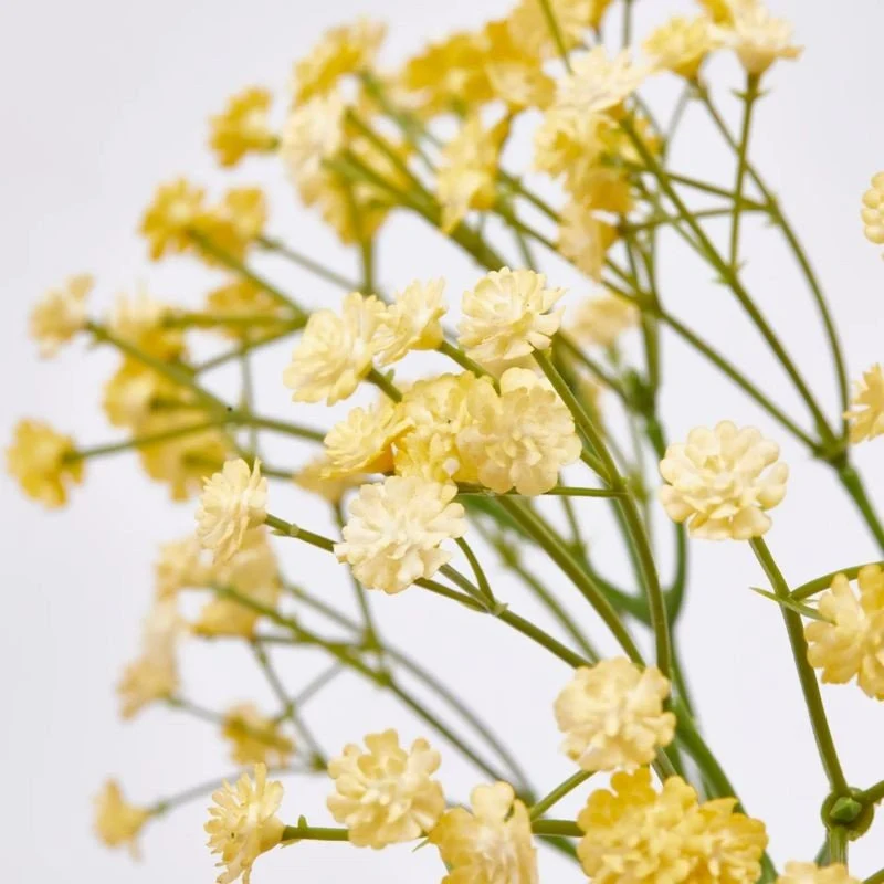 Tagliasiepi Elettrico Gypsophila Cespuglio h40 | Enzo de Gasperi