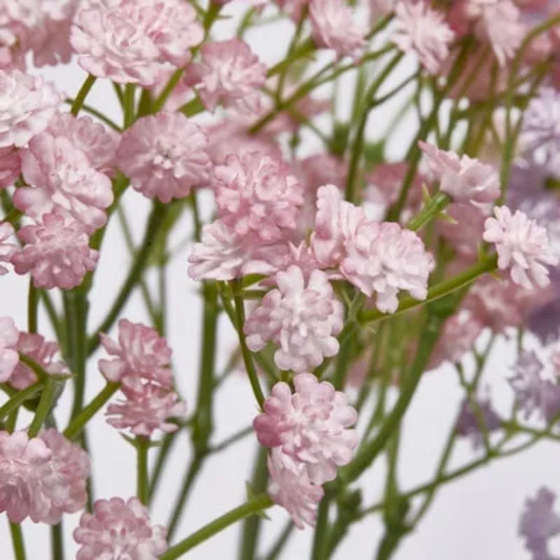 Tagliasiepi Elettrico Gypsophila Cespuglio h40 | Enzo de Gasperi