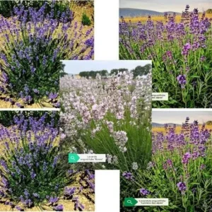 Vendita piante online. Lavande offerta. Piante di 2 anni. 5 piante di lavanda angustifolia: Rosea. Folgate, Lumiere Alpes...