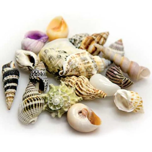 Gusci di mare set s hobby - molti 20 gusci naturali