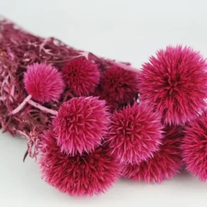 Cardi conservati - 1 mazzetto - rosa lampone