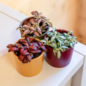 Fittonia