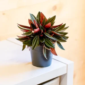 Peperomia (Varietà Mista) - Vaso ø 12 cm