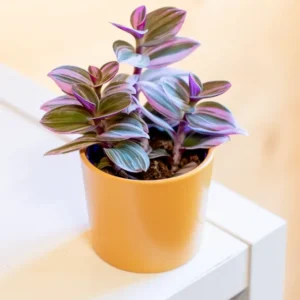 Tradescantia Nanouk