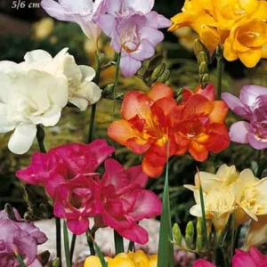 Fresia Doppia Mix - 10 bulbi da fiore