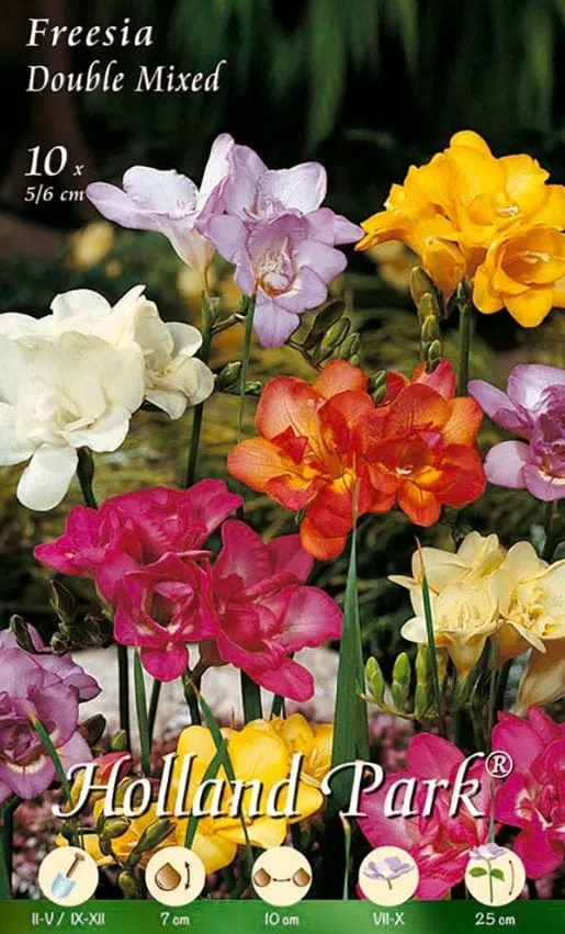 Fresia Doppia Mix - 10 bulbi da fiore