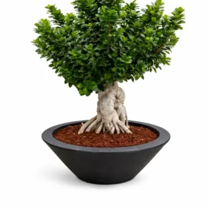 BONSAI GINSENG 3000G SCHIO CIOTOLA D. 60 CM