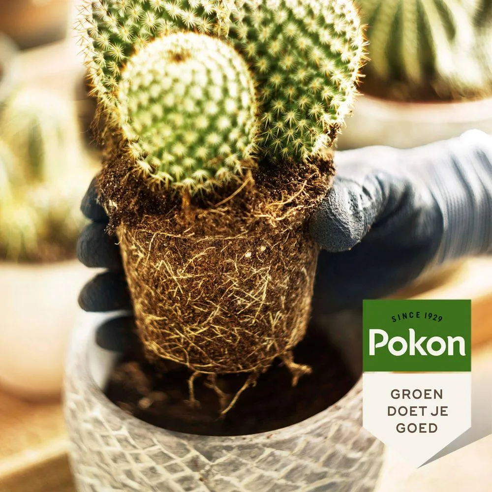 Fertilizzante per cactus e succulente - 250 ml