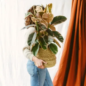 Ficus elastica Belize