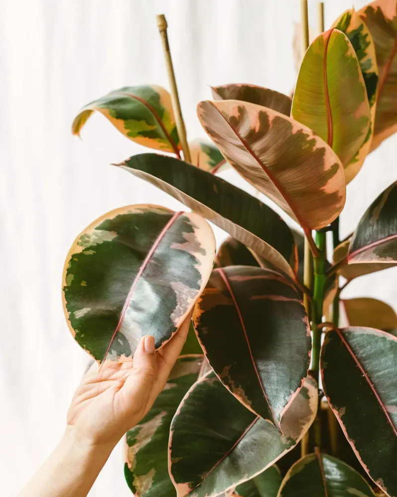 Ficus elastica Belize