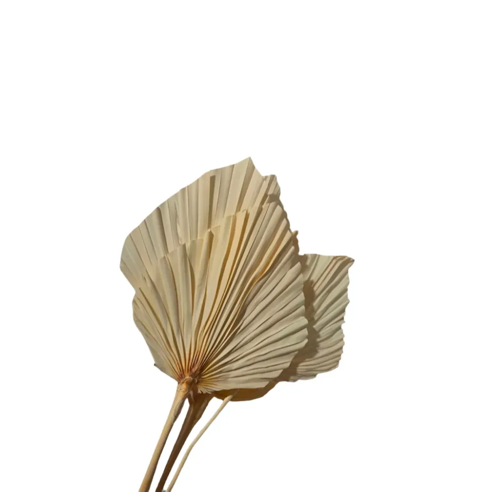 Palm spear giant naturale 8pz