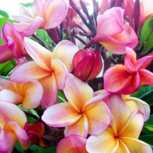 Plumeria "Orange Jack" arancione-rosa-bianca (Frangipani, Pomelia)