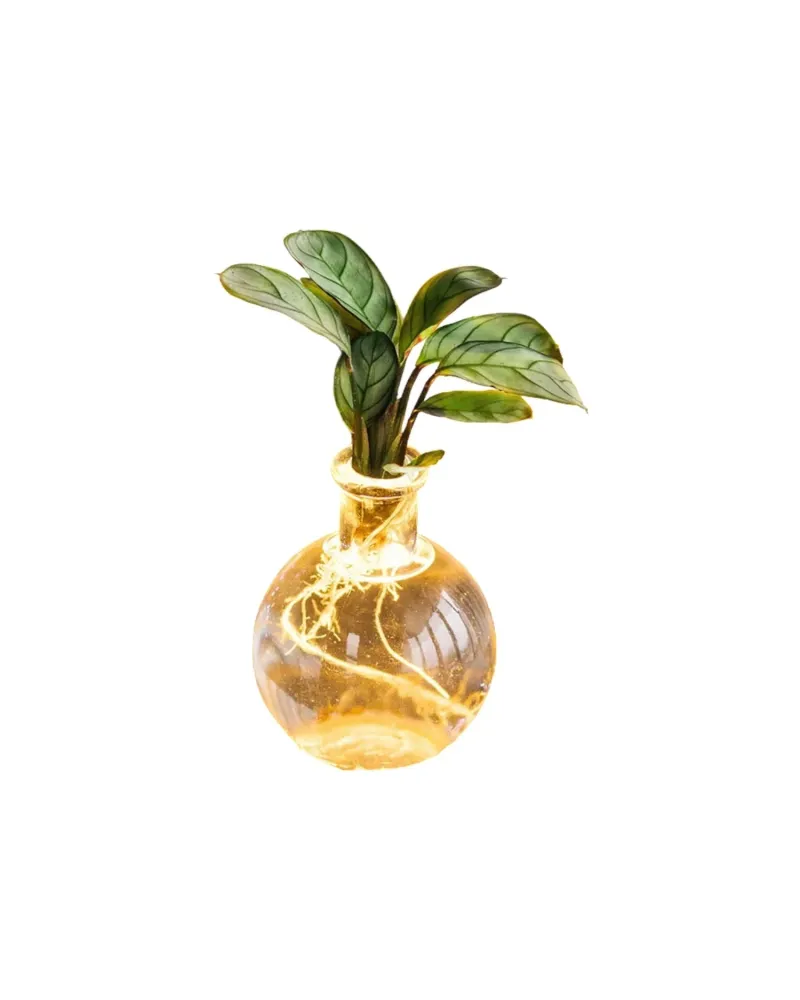 SAMOA Ctenanthe - Idrocoltura