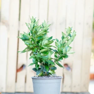 Ligustro texano – vaso Ø19 cm