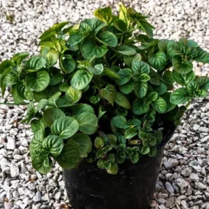 Menta glaciale - Menta perenne dal profumo fortemente balsamico e rinfrescante